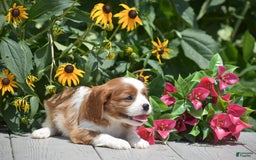Cavalier King Charles Spaniel dogs for sale: Buster - Image 10