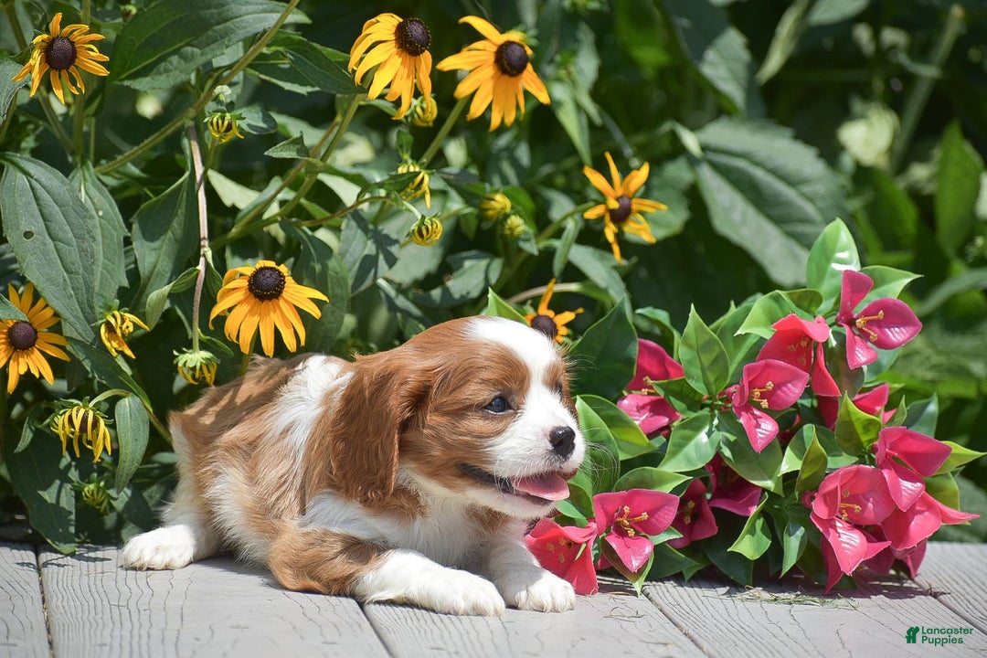Cavalier King Charles Spaniel dogs for sale: Buster - Image 10