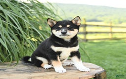 Shiba Inu dogs for sale: Willow - Image 3