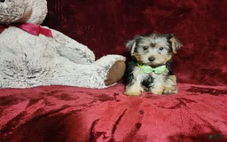 Yorkshire Terrier dogs for sale: Kiwi - Image 2