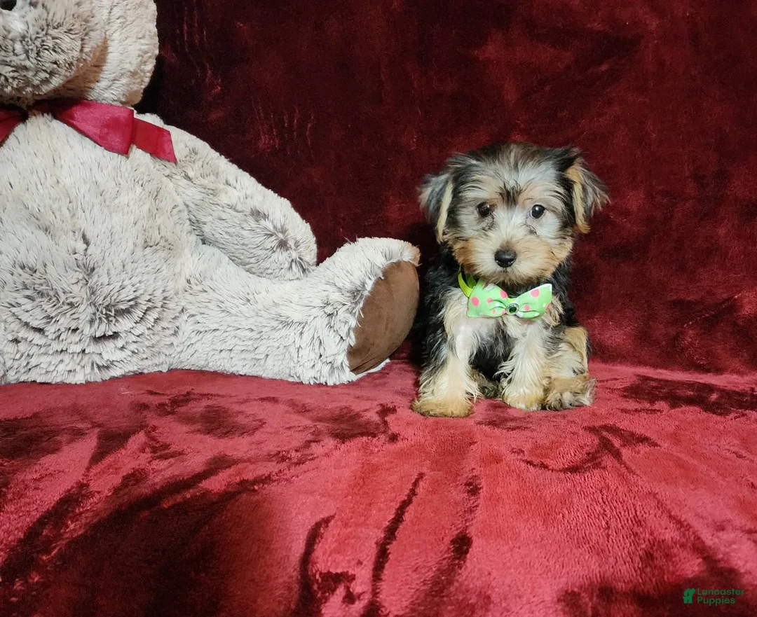 Yorkshire Terrier dogs for sale: Kiwi - Image 2