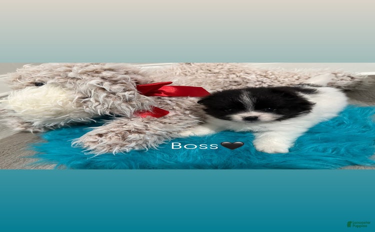 Pomeranian dogs for sale - Ad 3