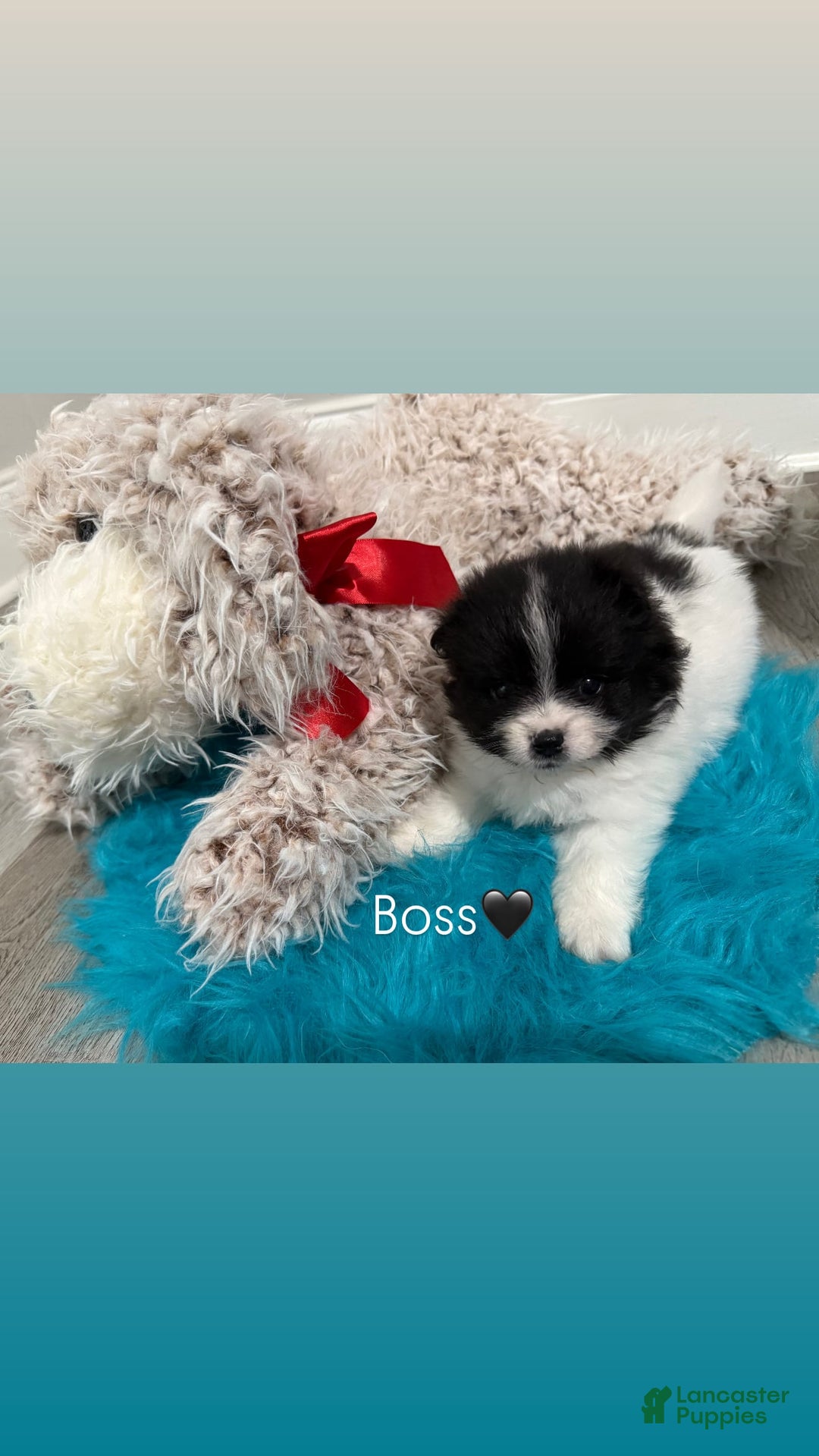 Pomeranian dogs for sale: Boss - Image 1