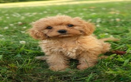 Cavapoo dogs for sale: Cavapoo 2 puppies - Image 2