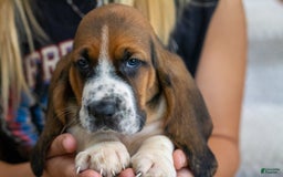 Basset Hound dogs for sale: Hank - Image 4
