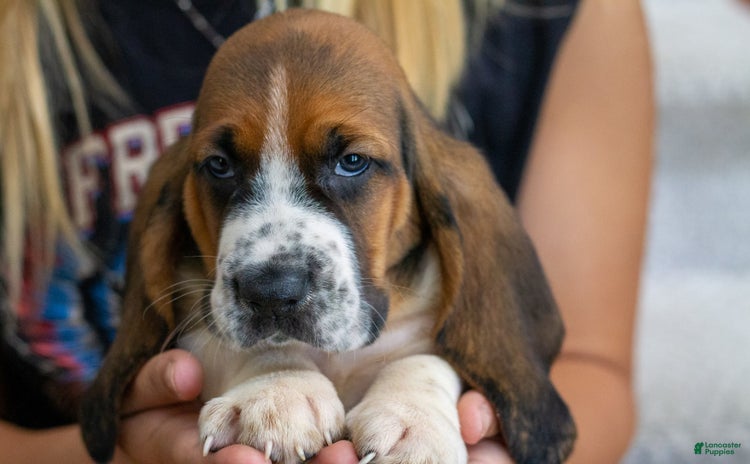 Basset Hound dogs - Advert 12