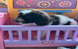 Aussiedoodle dogs for sale: Aussiedoodle 7 puppies - Image 10