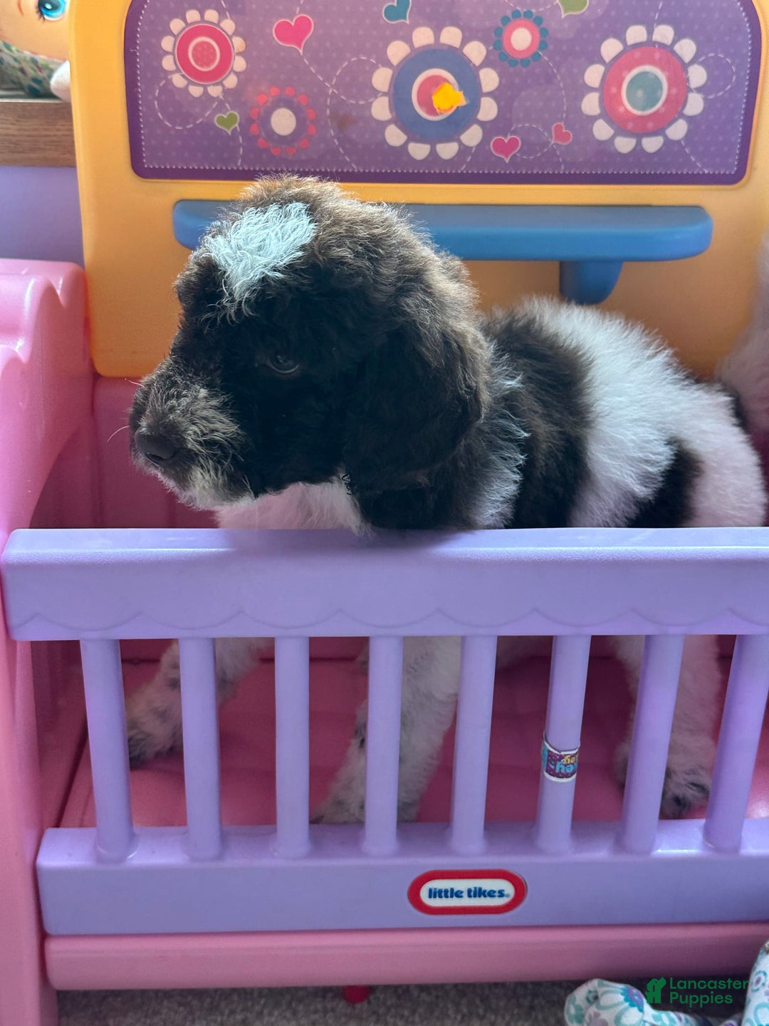 Aussiedoodle dogs for sale: Aussiedoodle 7 puppies - Image 10