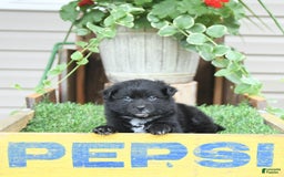 Pomeranian dogs for sale: Andre - Image 1