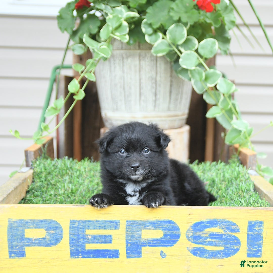 Pomeranian dogs for sale: Andre - Image 1