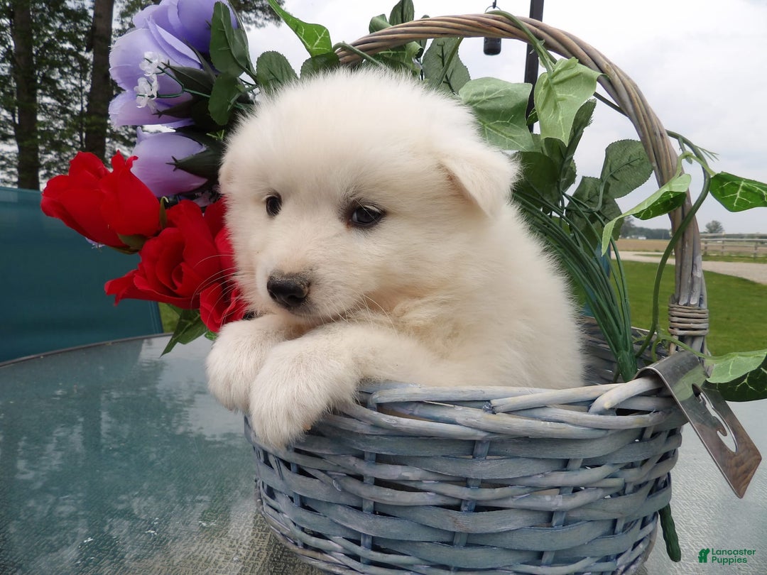 American Eskimo dogs for sale: Frosty - Image 2