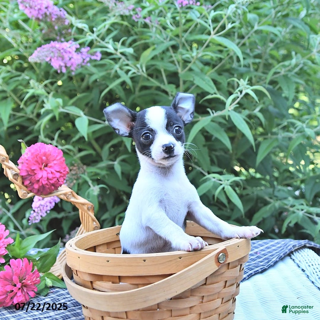 Chihuahua dogs for sale: Brewster - Image 8