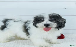 Havanese dogs for sale: Snickers - Image 3