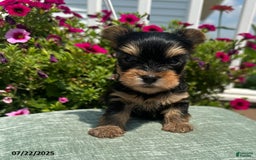 Yorkshire Terrier dogs for sale: Winston - Image 1