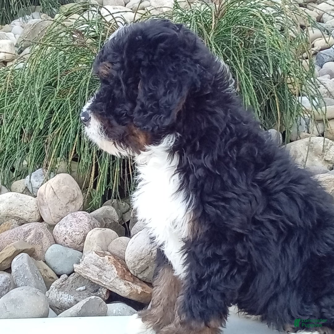 Mini Bernedoodle dogs for sale: Rambo - Image 13