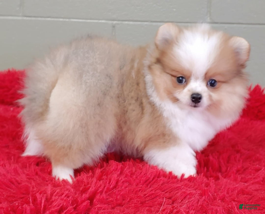 Pomeranian dogs for sale: Tinker - Image 7