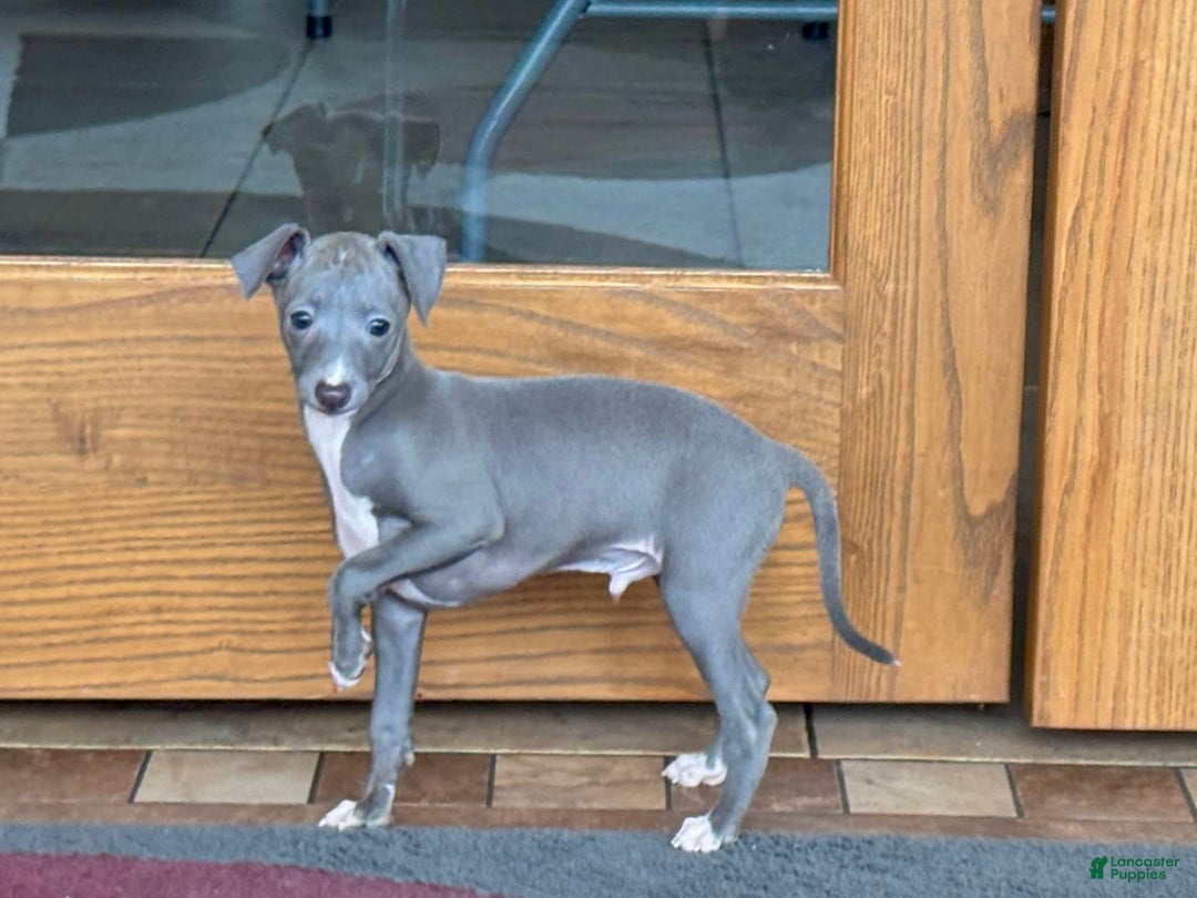 Italian Greyhound dogs for sale: Cj - Image 10