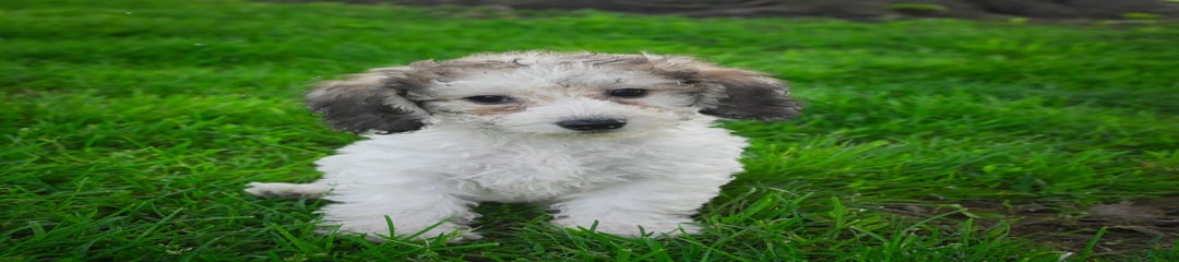 Bo