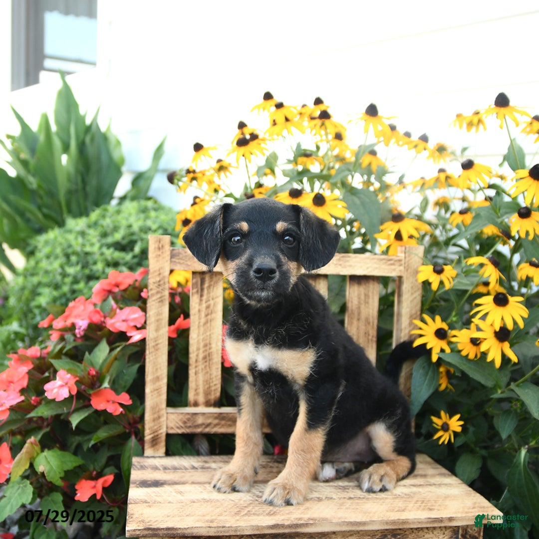 Rat Terrier dogs for sale: Foxy - Image 3