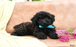 Cavapoo dogs for sale: Charcoal - Image 3