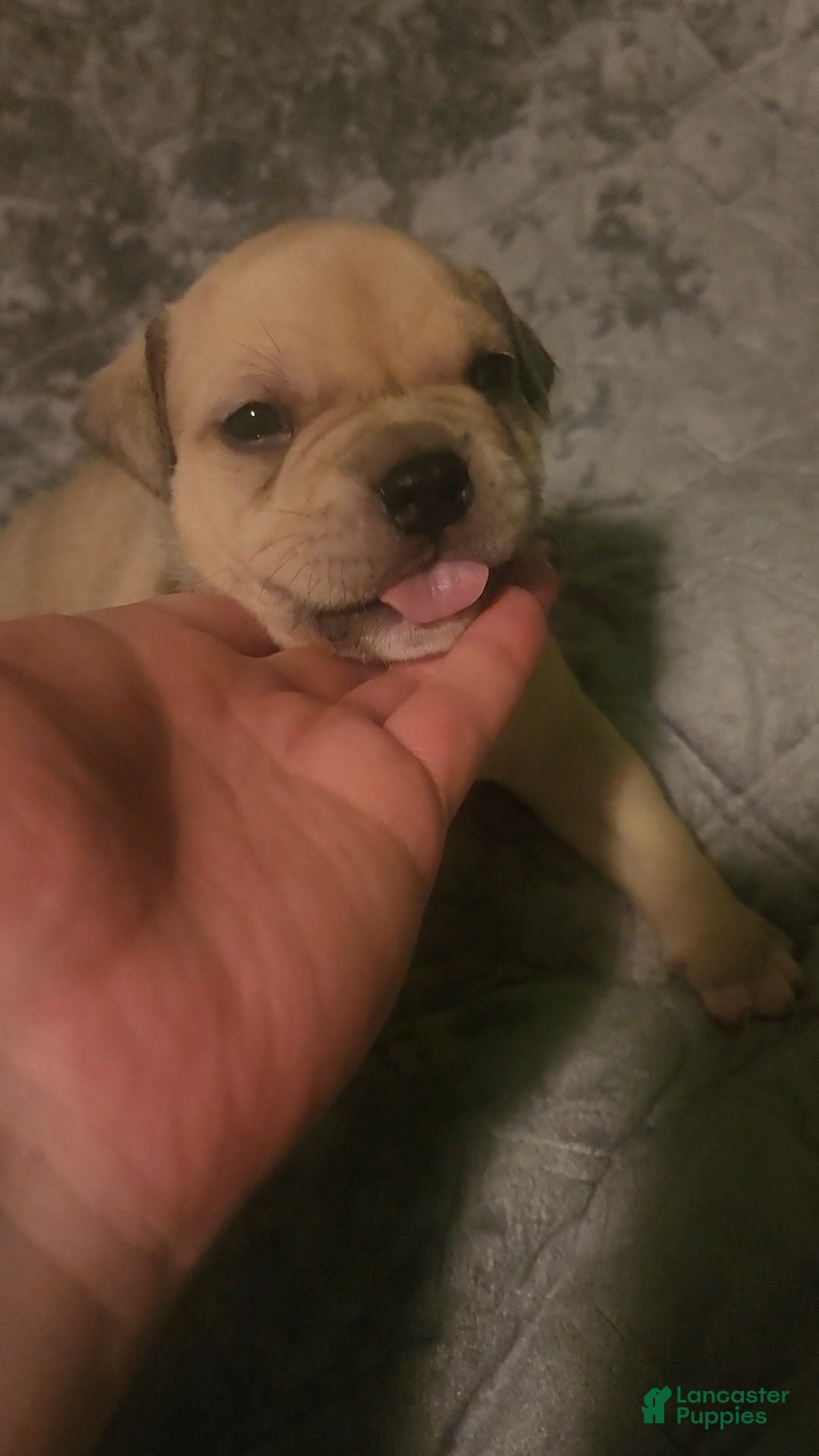 American Bully dogs for sale: National Champion Jack - Image 12