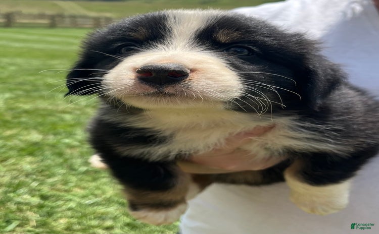 Australian Shepherd dogs for sale - Ad 1