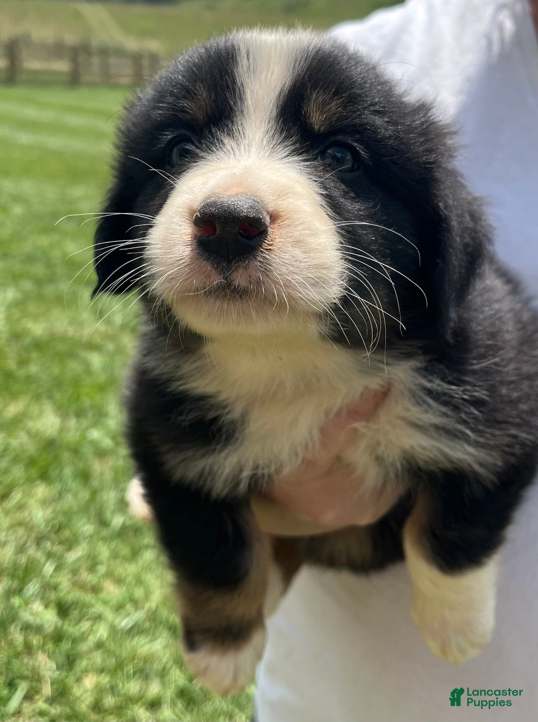 Australian Shepherd dogs for sale: Colby - Image 1