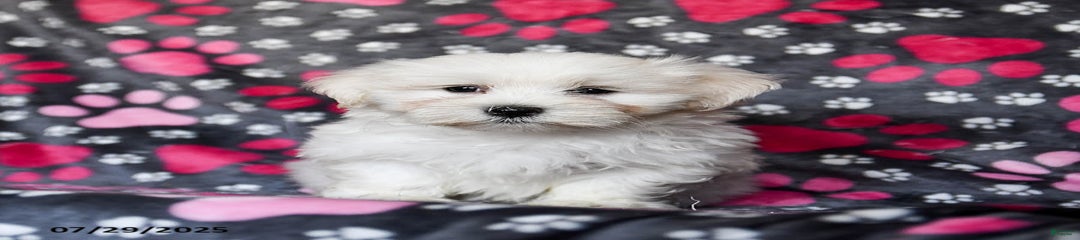 Nitro