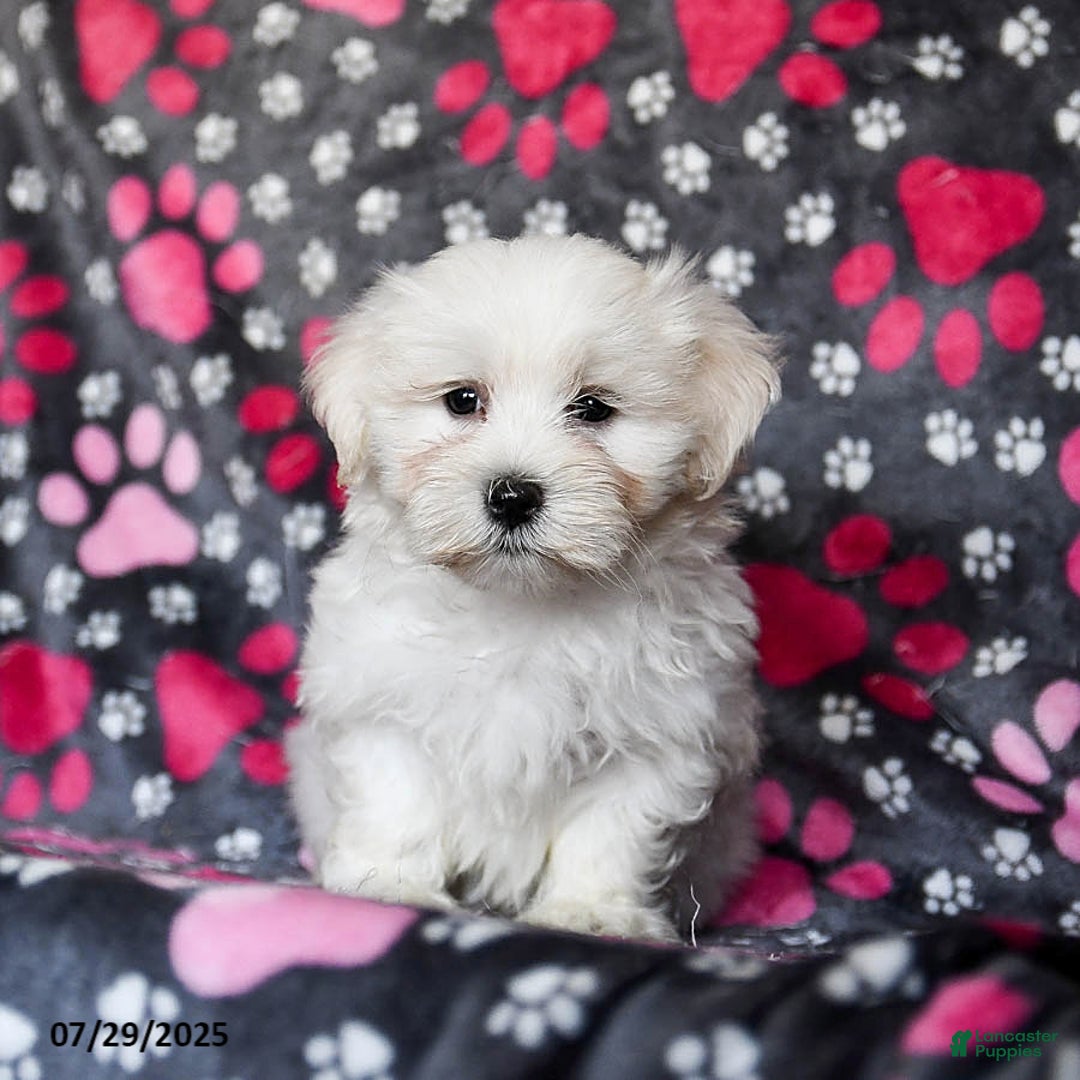 Maltese dogs for sale: Nitro - Image 2