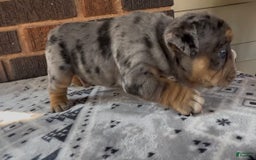 English Bulldog dogs for sale: Tyson - Image 2
