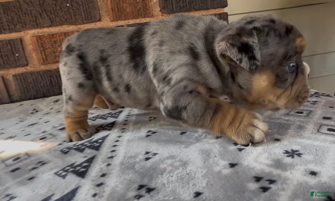 English Bulldog dogs for sale: Tyson - Image 2