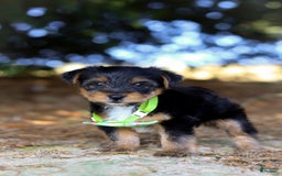 Yorkshire Terrier dogs for sale: Moses - Image 8
