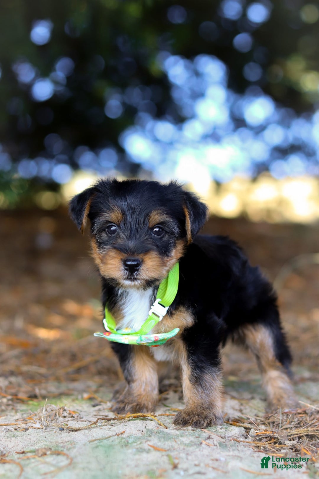 Yorkshire Terrier dogs for sale: Moses - Image 8