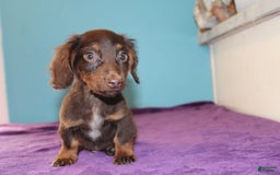 Dachshund dogs for sale: Dachshund 4 puppies - Image 28