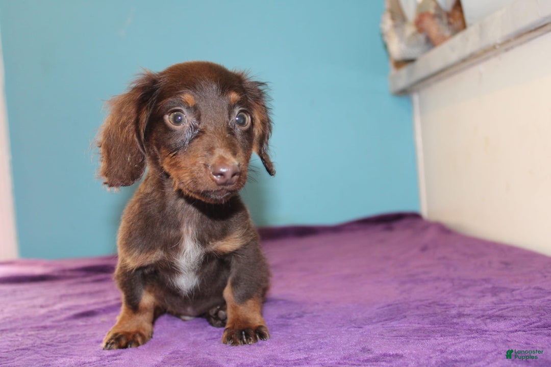 Dachshund dogs for sale: Dachshund 4 puppies - Image 28