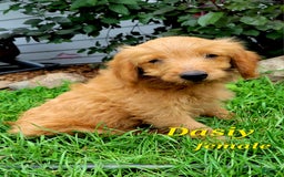 Mini Goldendoodle dogs for sale: Daisy - Image 2