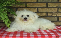 Havapoo dogs for sale: Thomas - Image 16