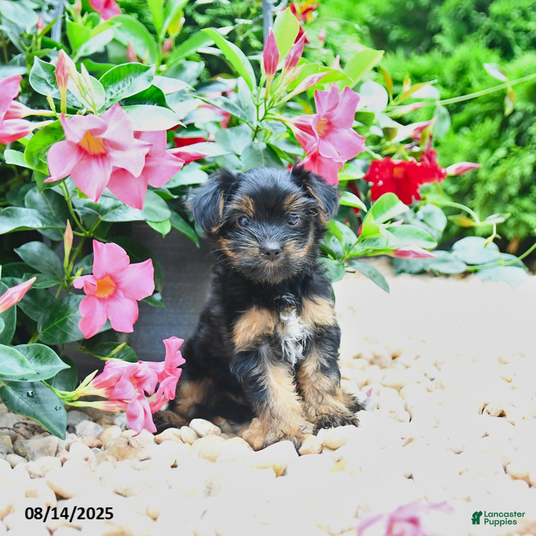 Yorkiepoo dogs for sale: Princess - Image 2