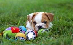 Beabull dogs for sale: Odell - Image 8