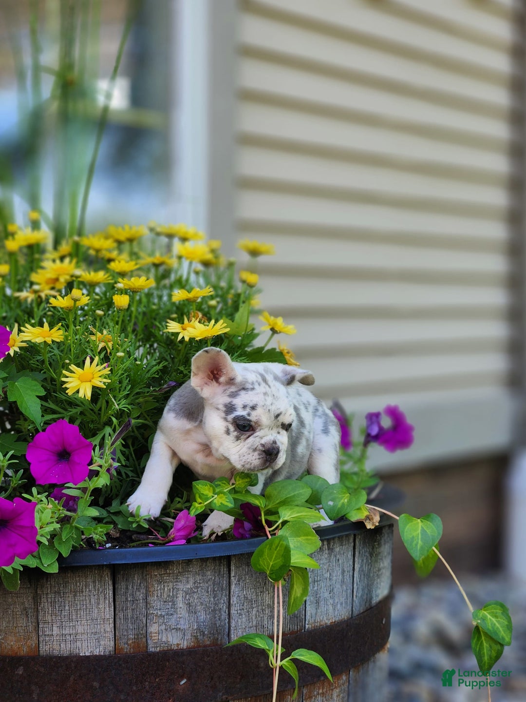French Bulldog dogs for sale: Charlie - Image 4