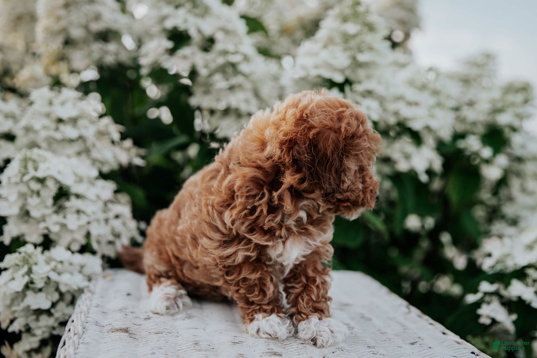 Miniature Poodle dogs for sale: Poppy - Image 8