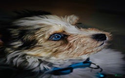 Yorkshire Terrier dogs for sale: Bruno - Image 2