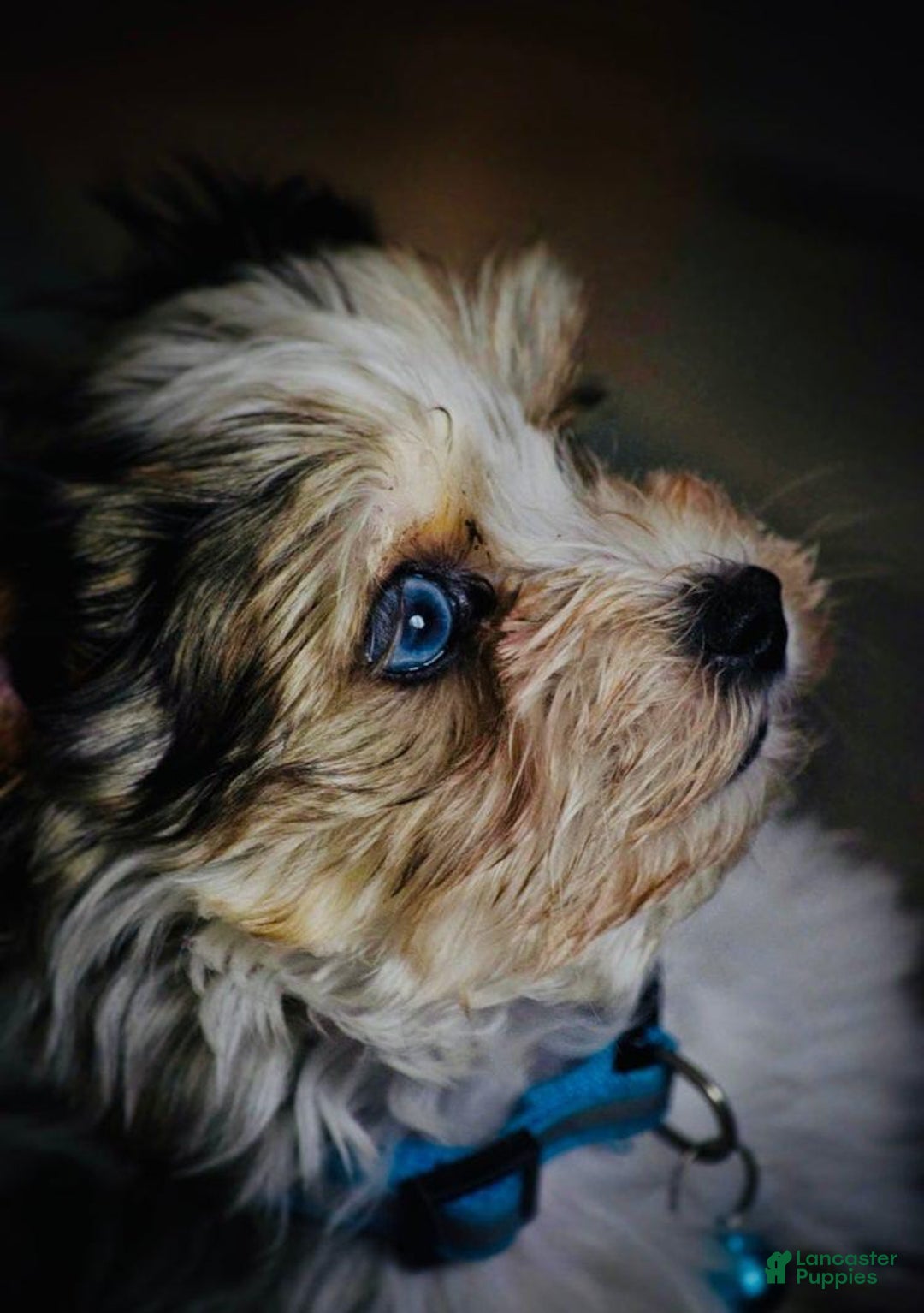 Yorkshire Terrier dogs for sale: Bruno - Image 2