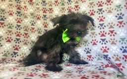 Miniature Schnauzer dogs for sale: Riot - Image 7