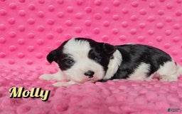 Yorkshire Terrier dogs for sale: Molly - Image 8
