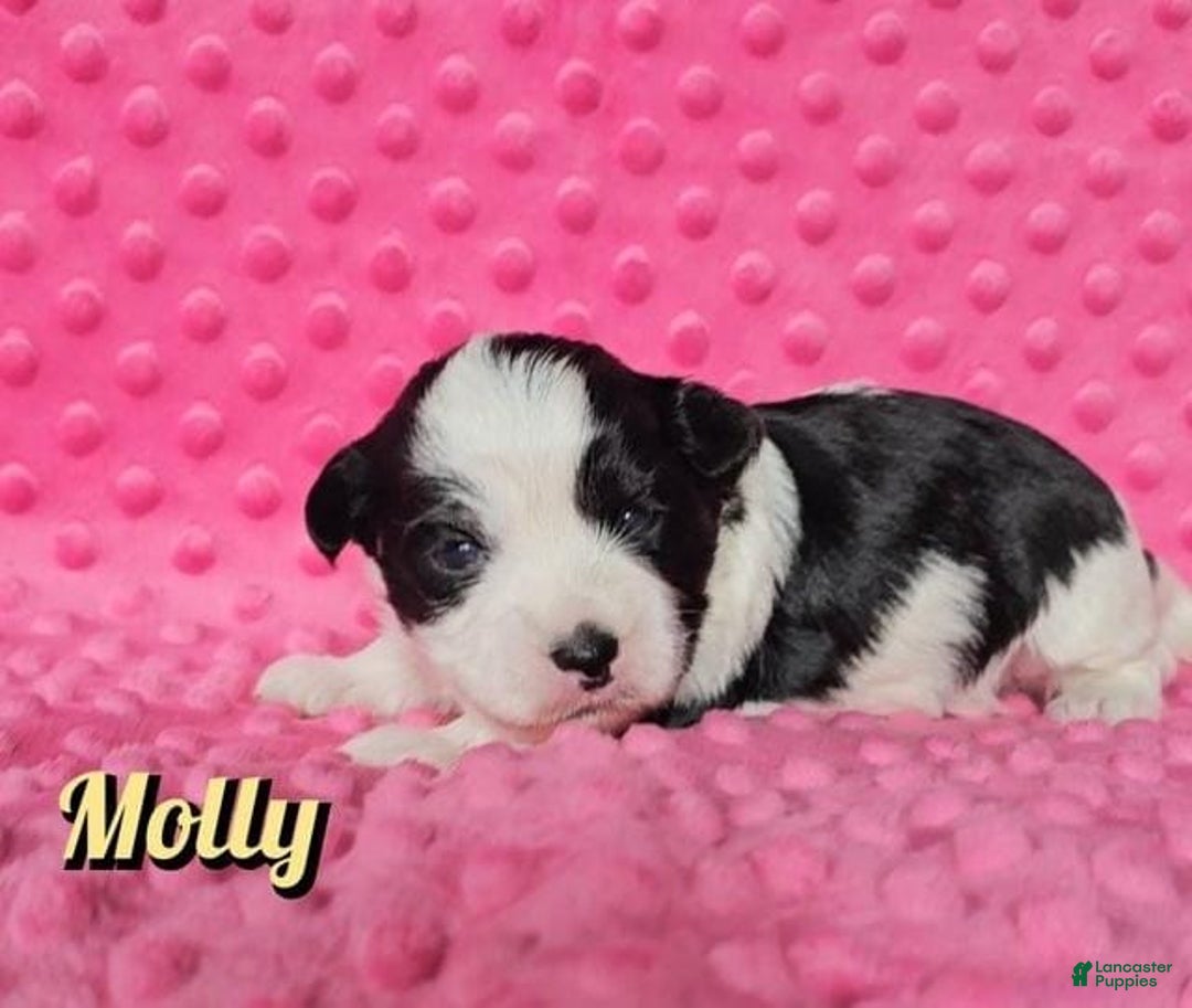 Yorkshire Terrier dogs for sale: Molly - Image 8