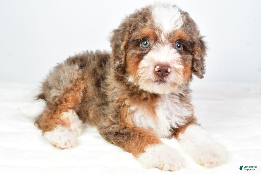 Mini Bernedoodle dogs for sale: Winston - Image 4