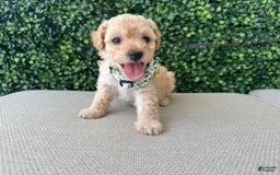 Toy Poodle dogs for sale: Tito - Image 7
