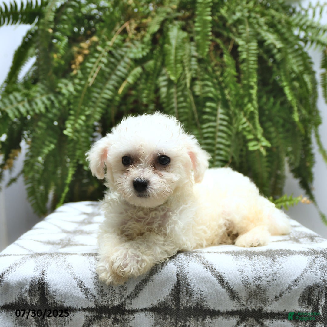 Bichon Frise dogs for sale: Zack - Image 5