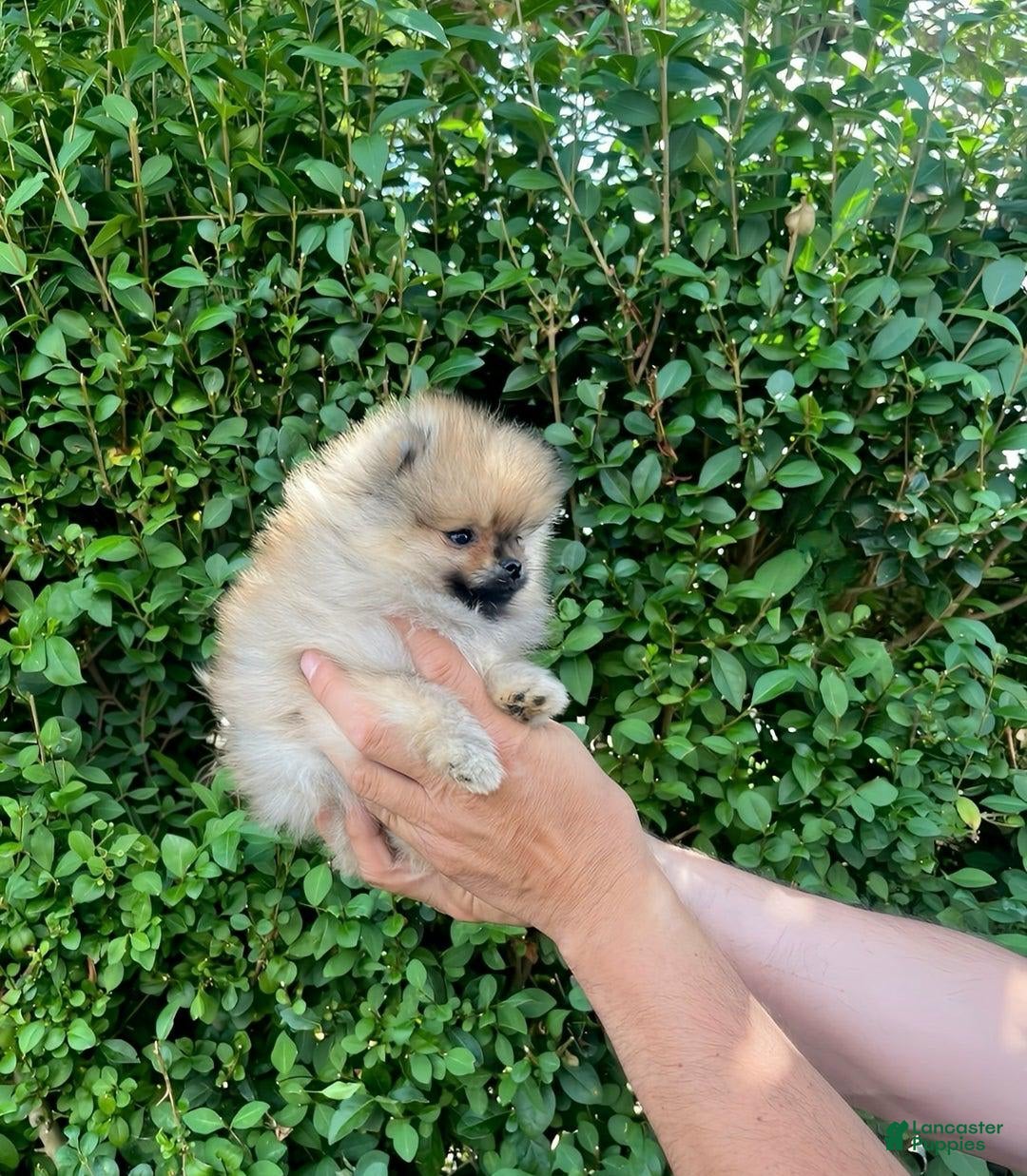 Maltipoo dogs for sale: Drey - Image 2